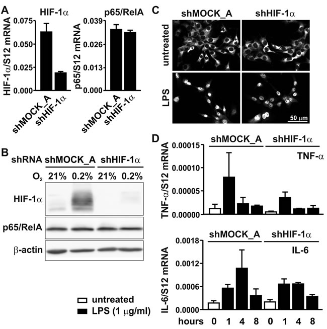 p65/RelA signaling in HIF-1&#x3b1; knock-down cells.