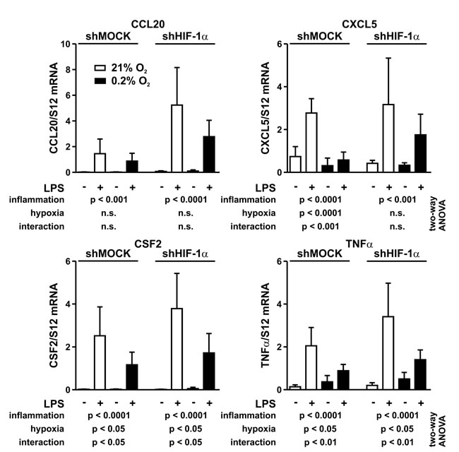 Interaction between inflammatory and hypoxic signaling.