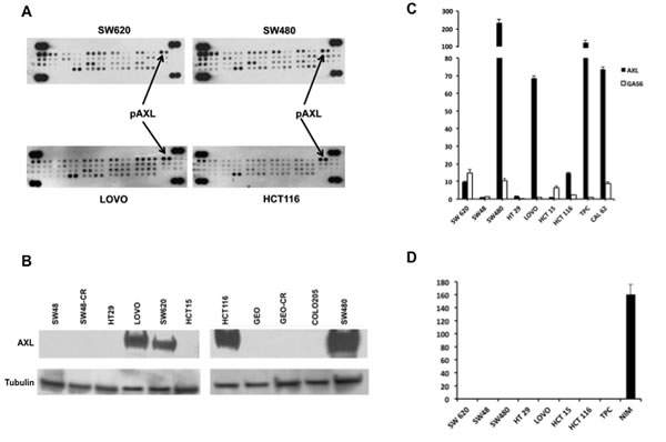 Expression and activation of AXL in human CRC cell lines.
