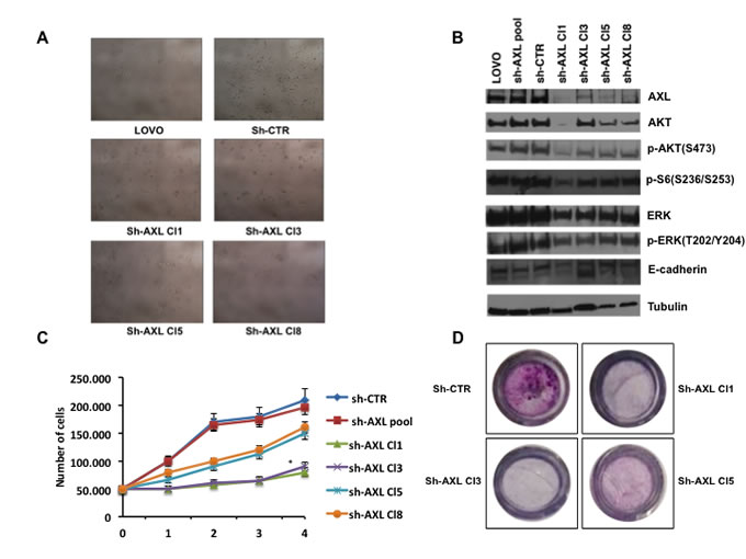 Effects of AXL gene stable silencing in LOVO CRC cells.