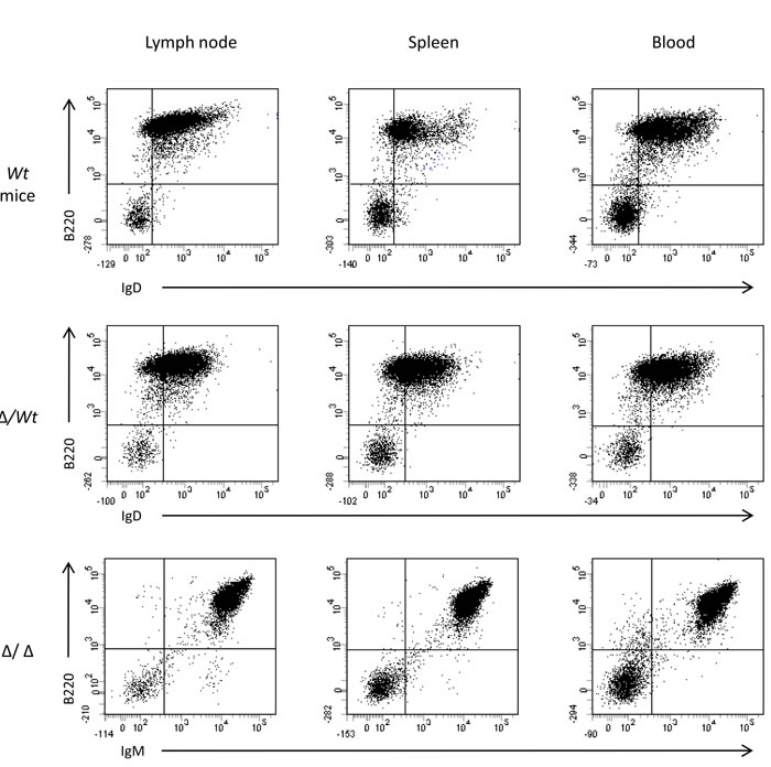 Flow cytometry analysis of lymphoma cells in spleen, lymph node and blood.