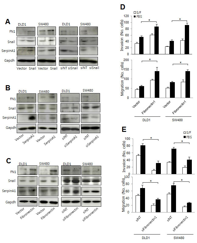 Snail and serpinA1 promoted tumor progression through fibronectin.