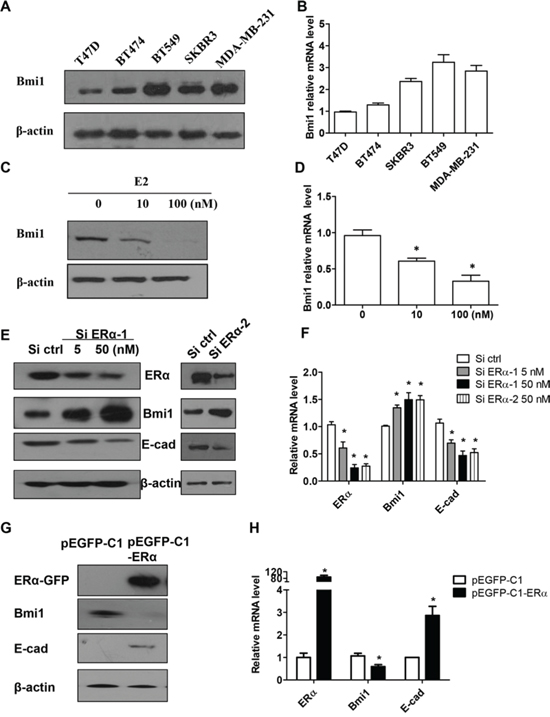 E2 and ER&#x03B1; downregulates Bmi1 expression and increases E-cadherin expression in breast cancer cells.