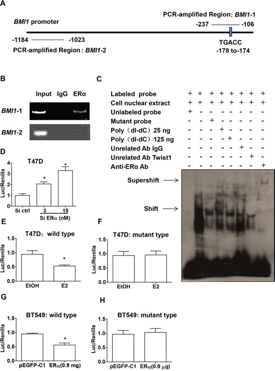Bmi1 expression is directly regulated by ER&#x03B1;.