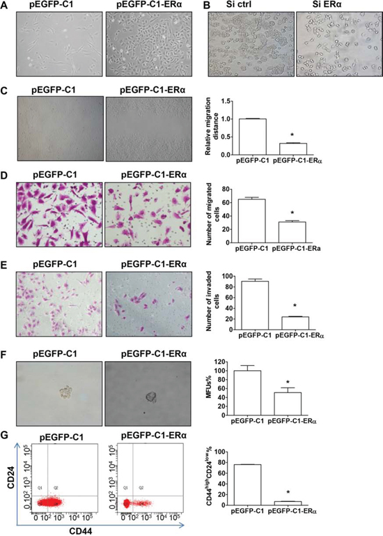 ER&#x03B1; suppresses EMT and cell stemness.