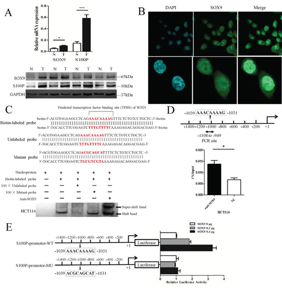 SOX9 binds directly to the S100P promoter and up-regulates its transcriptional activity.