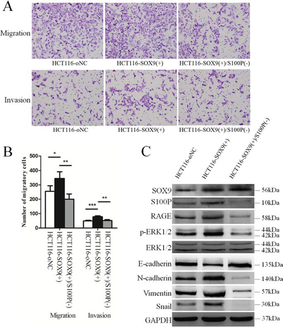 S100P is required for SOX9-induced metastasis and invasion of colon cancer cells.