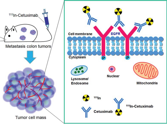 111In-Cetuximab synthesis, experimental design and EGF receptor image in human metastasis colorectal carcinoma.