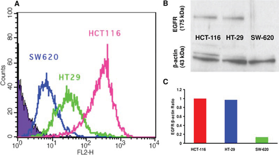 Flow cytometry analysis and western blot of EGF receptor expression in HCT-116, HT-29 and SW-620 colon cancer cell lines.