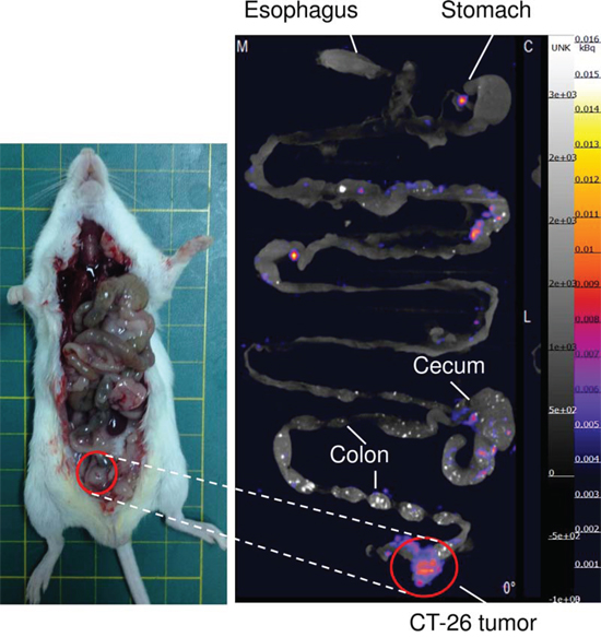 In vivo and ex vivo Nano-SPECT/CT images of 111In-cetuximab in situ CT-26 colorectal tumor-bearing mice at 72 hours after intravenous injection of 111In-cetuximab.