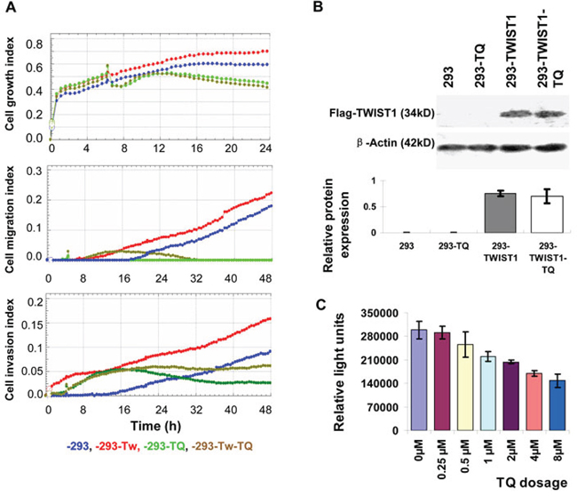 Effects of Thymoquinone (TQ) on the TWIST1-overexpressed cells.