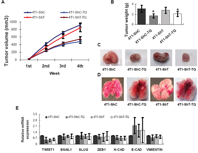 Inhibitions of Thymoquinone (TQ) on breast cancer model of mouse.