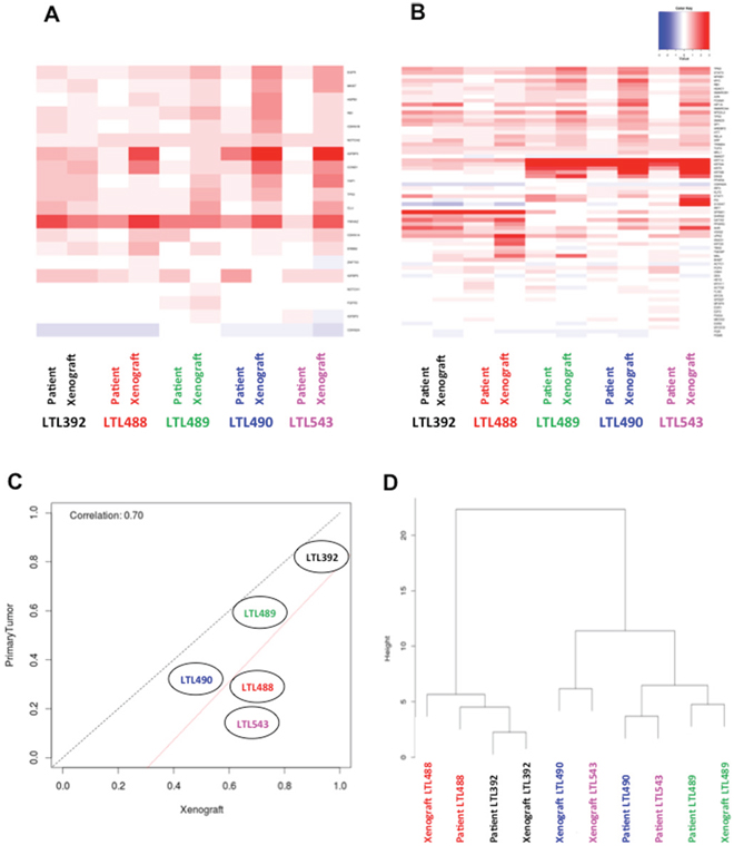 Retention of genetic expression patterns in xenografts.