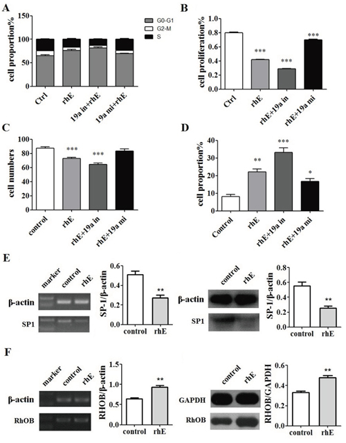 Rh-endostatin inhibited miR-19a expression by suppression of SP1.