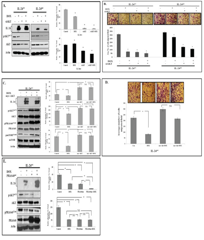 IL-24 mediates anti-tumor activity by suppressing AKT and AKT-mediated PRAS40 phosphorylation.