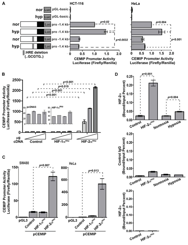 HIF-2&#x03B1; directly induces CEMIP transcription.