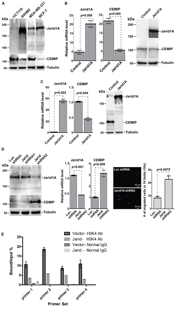 Jarid1A expression inversely correlates with CEMIP expression.