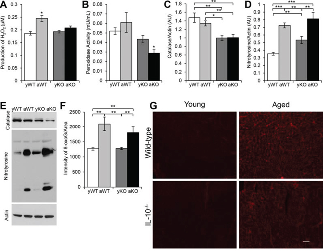 Measurements of reactive oxygen species, antioxidants and oxidative damage in cardiac muscle.