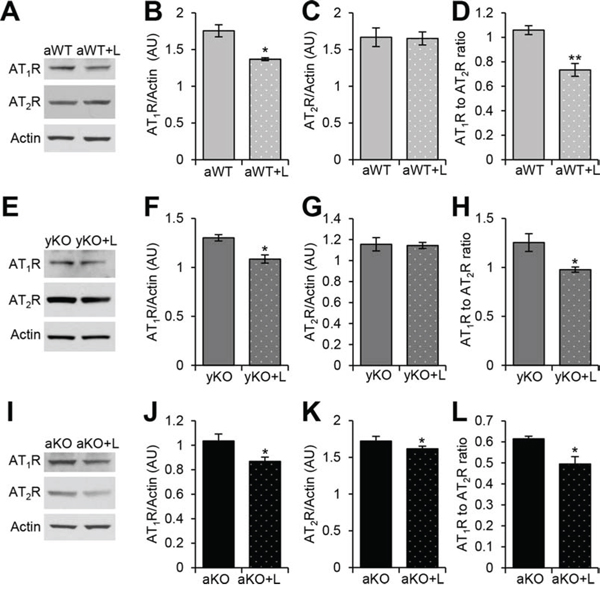 Losartan treatment modulated the cardiac renin-angiotensin system receptors.