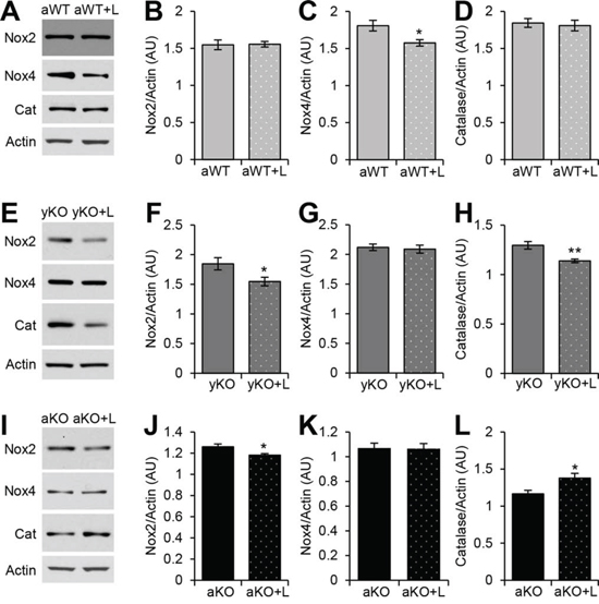 Effects of losartan treatment on downstream effectors of AT1R and antioxidants.