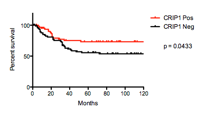 Kaplan-Meier curves comparing 10-year survival of osteosarcomas with and without CRIP1 expression.