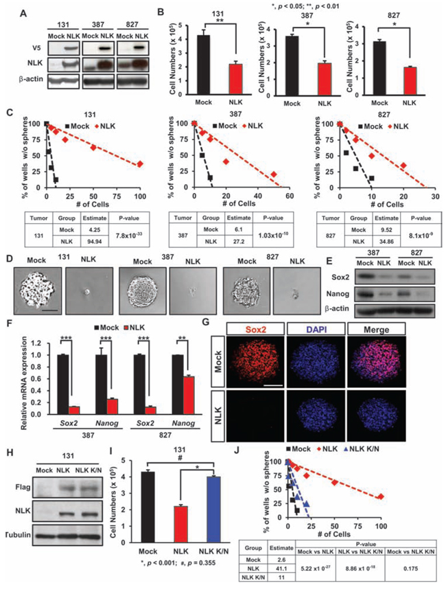 NLK regulates proliferation and stem cell-like properties in patient-derived primary GBMs.