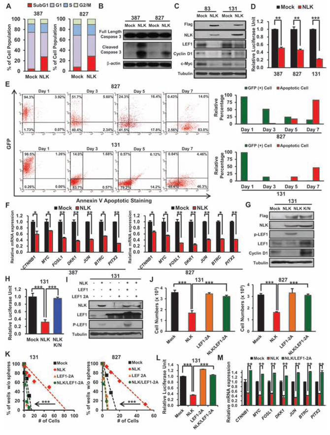 NLK negatively regulates Wnt signaling pathway and its downstream targets.