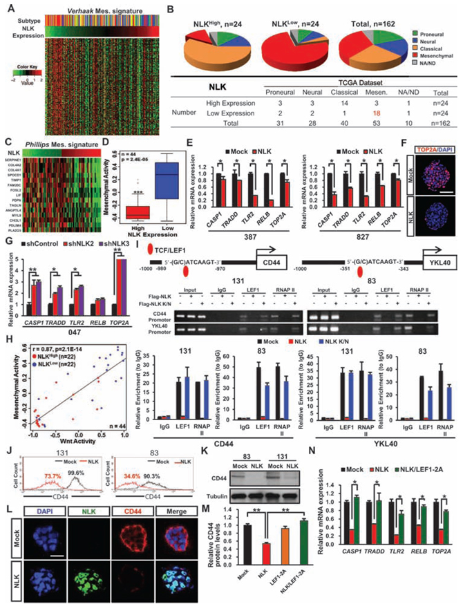 NLK influences on mesenchymal and Wnt activities.