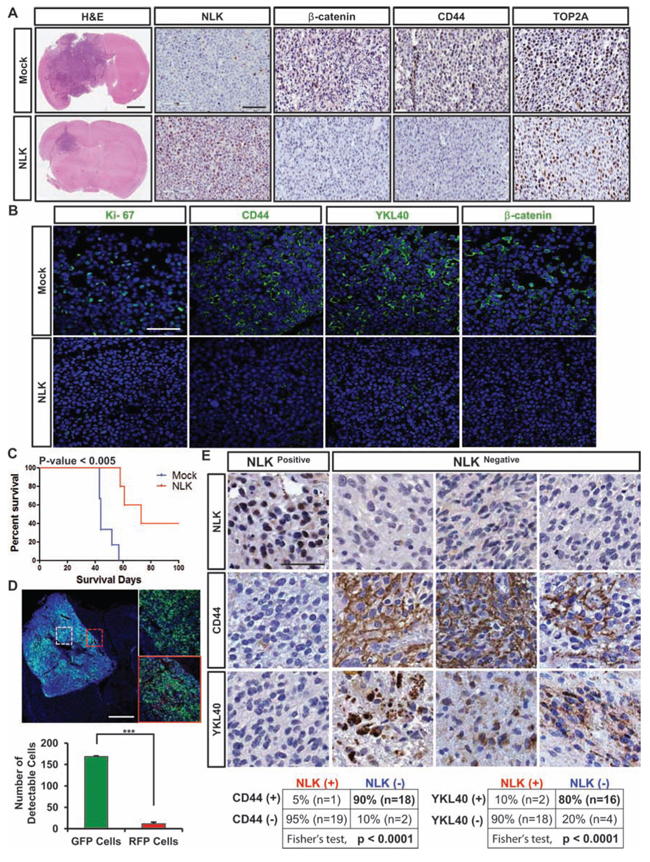 NLK overexpression down-regulates mesenchymal signature activity and impedes tumor growth in vivo.