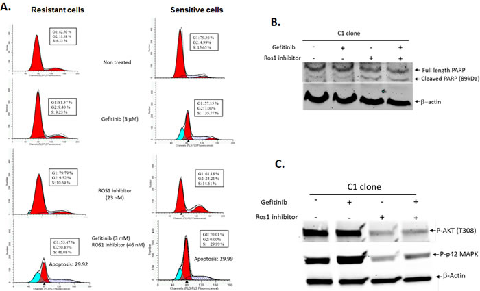 Cell cycle profile of gefitinib-sensitive and gefitinib-resistant glioblastoma cell lines following treatment with gefitinib, pyrazole ROS1 inhibitor or a combination of both.