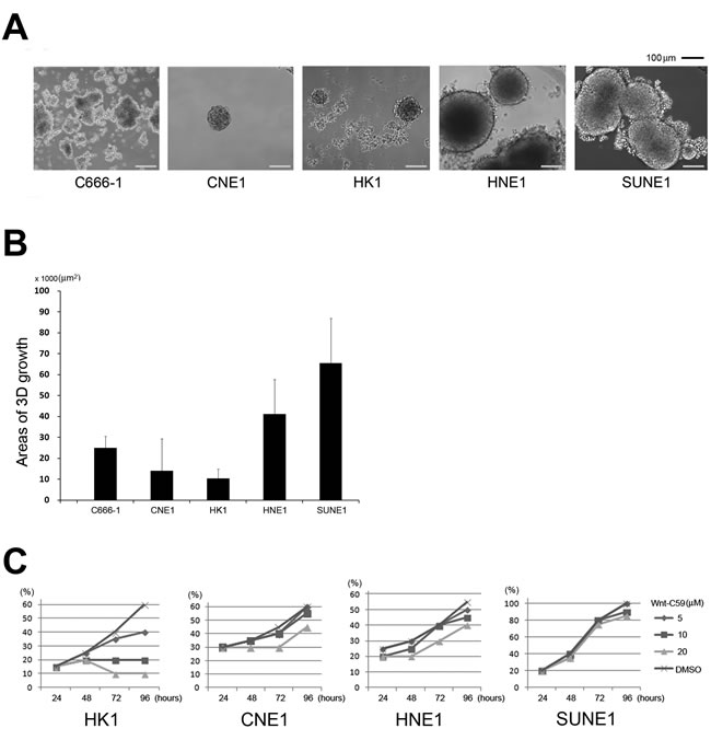 Stemness activity and Wnt-C59 treatment in NPC cells.