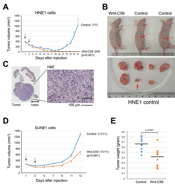 Wnt-C59 suppresses tumor growth in animals.