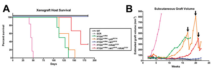 MOE cells form subcutaneous (s.c) and intraperitoneal tumors in an allograft model.