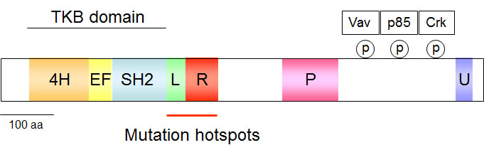 Schematic display of the c-Cbl structure.