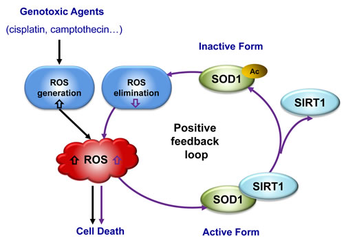A schematic model showing the positive feedback of ROS induction resulted from SOD1 acetylation.