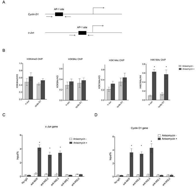 NSL complex binds to c-Jun target genes upon c-Jun activation.