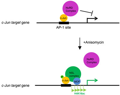 The working model depicting the role of the NSL complex in c-Jun activated gene expression.