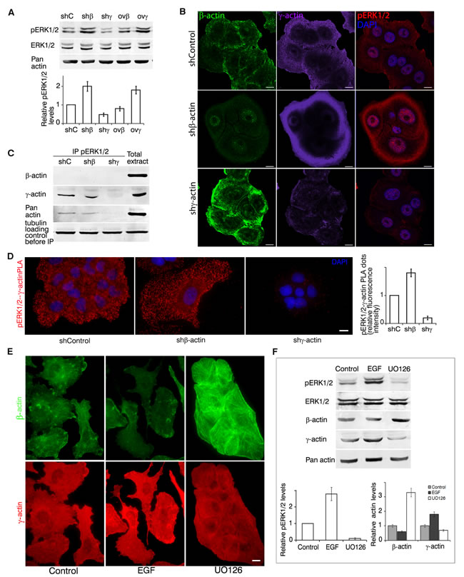 &#x3b3;-actin and ERK1/2 are mutually regulated.