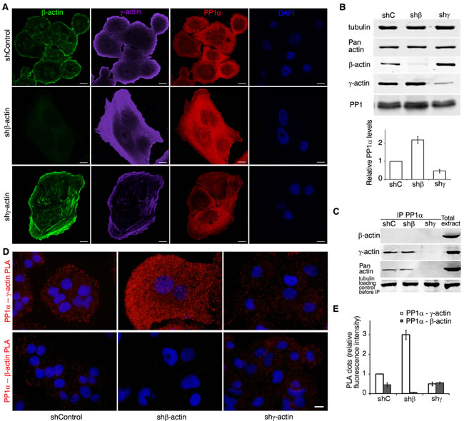 &#x3b3;-actin co-localizes with PP1 and regulates it.