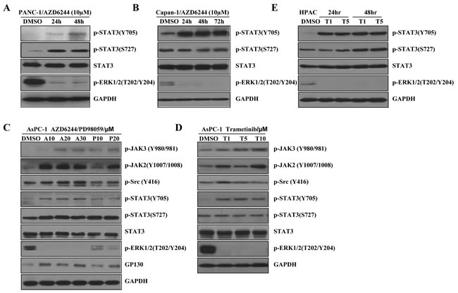 MEK inhibitors induce P-STAT3 in K-Ras mutant pancreatic cancer cells.
