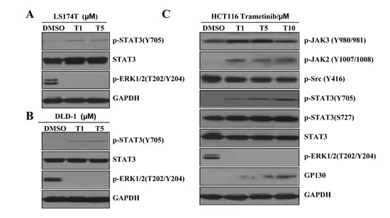 MEK inhibition induces STAT3 phosphorylation in K-Ras mutant colon cancer cells.