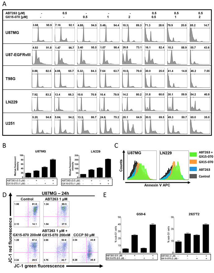 Combined treatment with ABT263 and GX15-070 results in an enhanced induction of apoptosis.