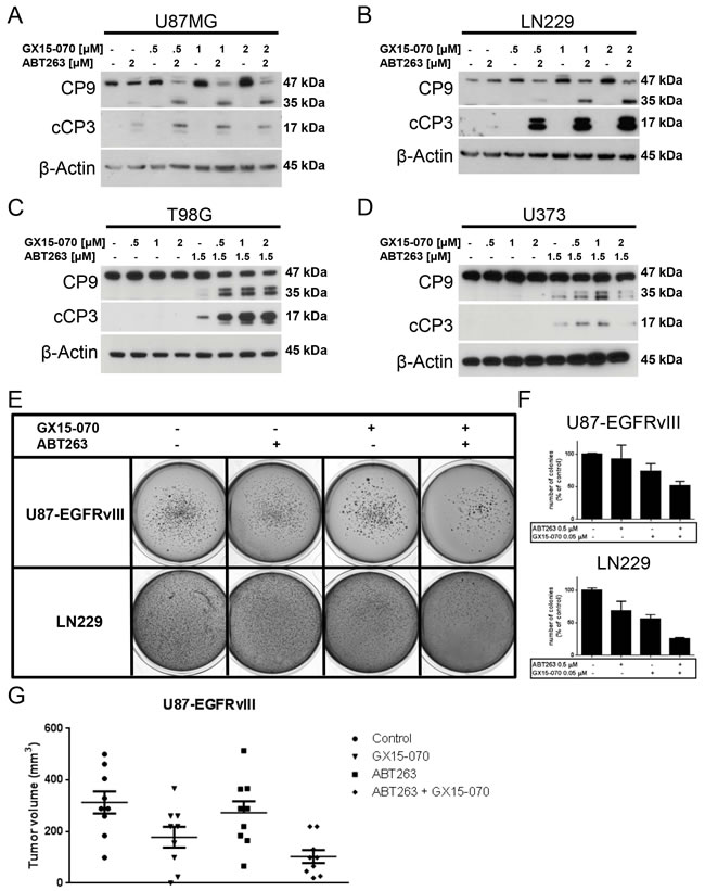 Combined treatment with ABT263 and GX15-070 results in enhanced cleavage of caspases 9 and 3 and enhanced inhibition of anchorage-independent growth as well as