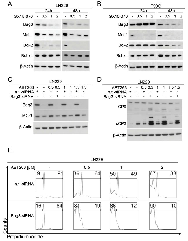 Down-regulation of Bag3 sensitizes for ABT263-mediated apoptosis.