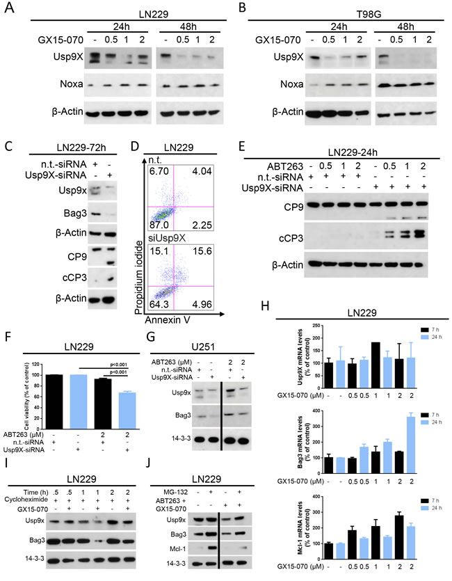 GX15-070 down-regulates the deubiquitinase Usp9X which sensitizes cells for ABT263-mediated apoptosis.