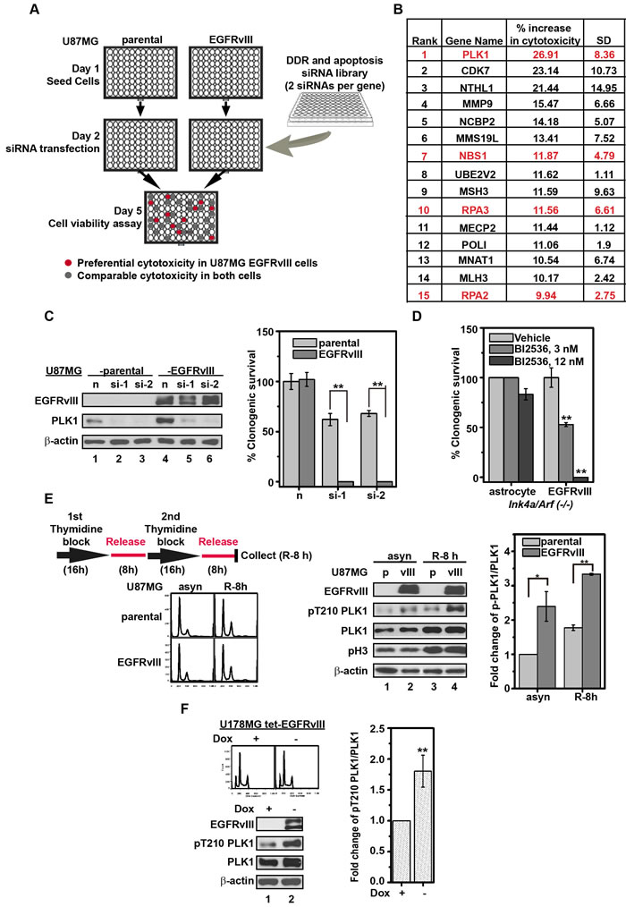 Silencing or inhibition of PLK1 is preferentially toxic to U87MG EGFRvIII cells.