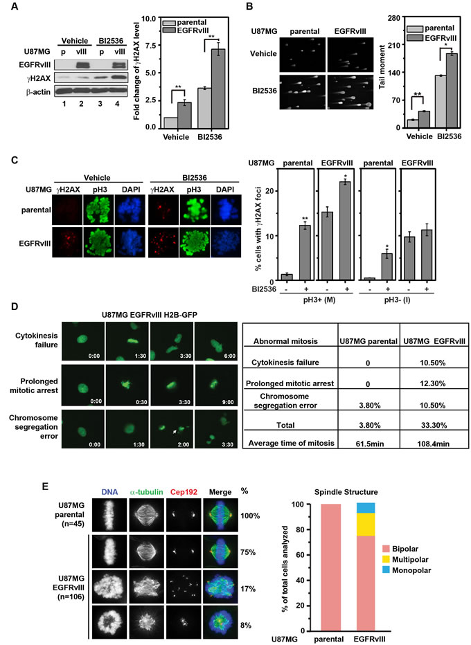 BI2536 treatment leads to increased DNA damage accumulation in U87MG EGFRvIII cells.