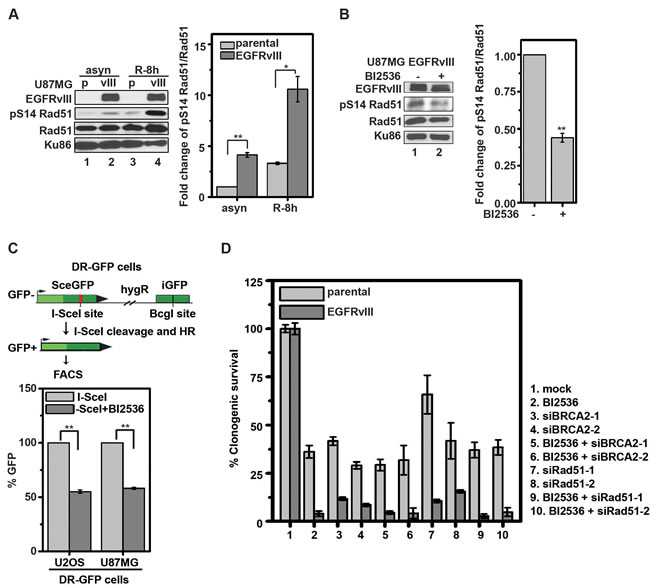 BI2536 inhibits phosphorylation of Rad51 S14 and compromises HR in glioblastoma cells.