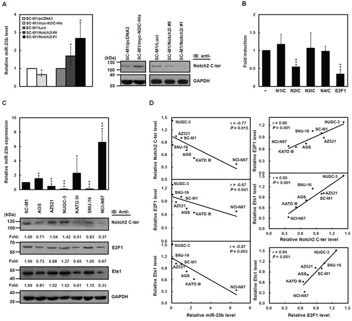 N2IC down-regulates miR-23b expression in gastric cancer cells.