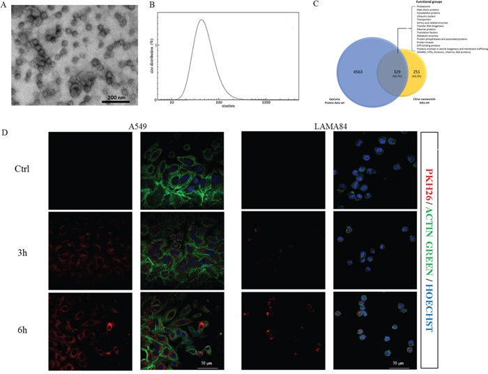 Nanovesicles characterization and uptake by target cells.